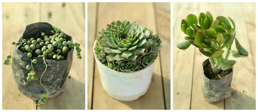 Different Types Of Succulents You Can Bring Home